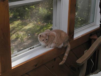 Abba protecting us from bugs #12