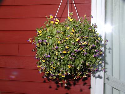 Johnny jump ups in need of watering