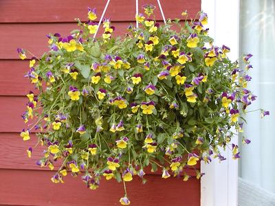 Johnny jump ups after a refreshing drink