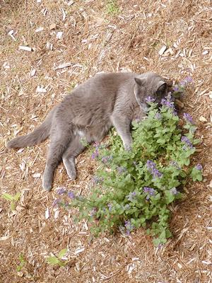 Purrrgatory in the catnip