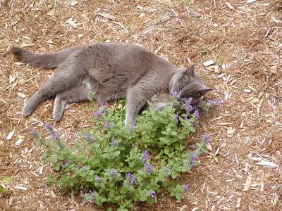 Purrrgatory in the catnip #2