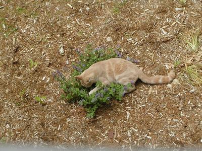 Aerosmith in the catnip #2