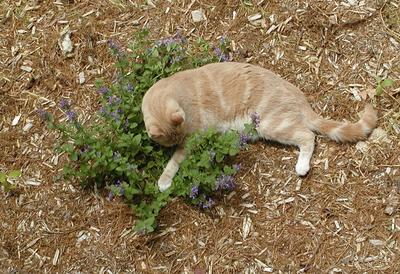 Aerosmith in the catnip #3