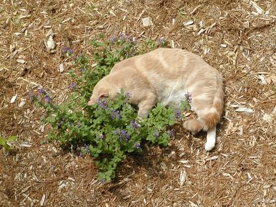 Aerosmith in the catnip #4