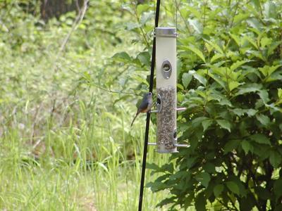 Bird at feeder #5