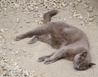 Purrrgatory catching some rays.