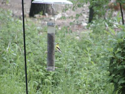 Bird at feeder #6