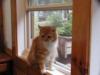 America at the window