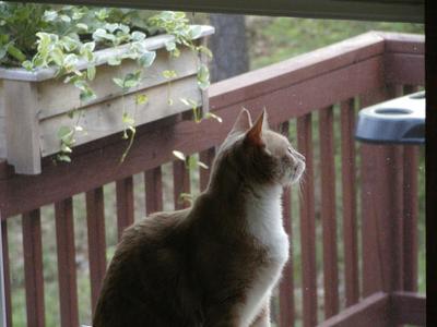 Aerosmith at the window