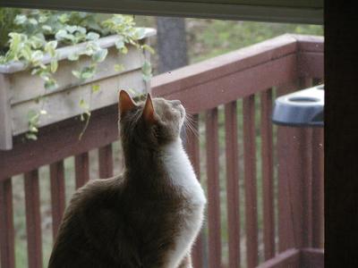 Aerosmith at the window #3