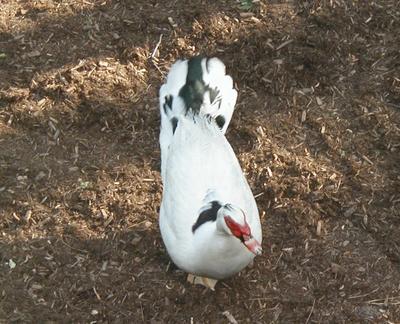 Goose in the backyard #3