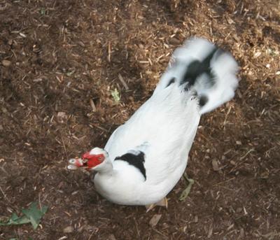 Goose in the backyard #4