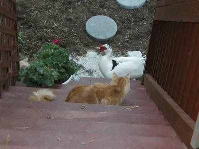 America investigating the goose