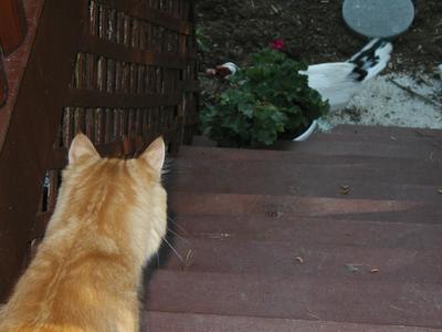 America investing the goose