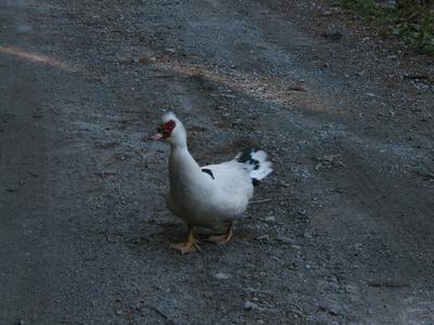 Goose in the backyard #7