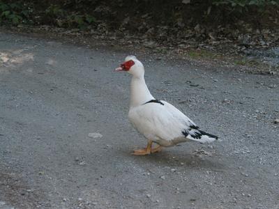 Goose in the backyard #9