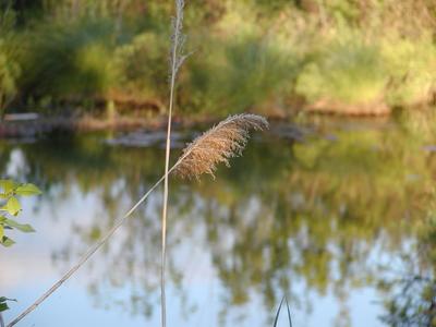 Closeup of grass stalk