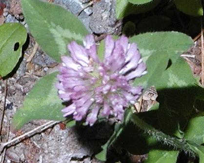Clover flower
