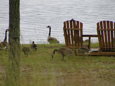 Geese #5