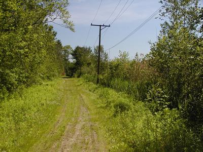 Trail by Bennets Brook