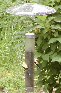 Birds at feeder