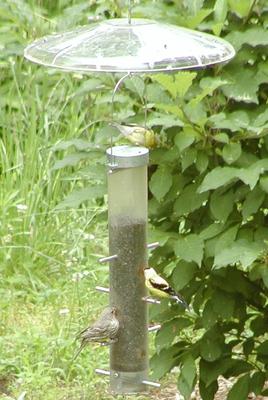 Birds at feeder #3