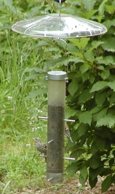 Birds at feeder #4