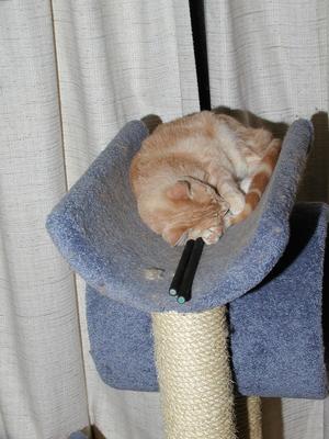 I'm going to learn the devil sticks while I sleep