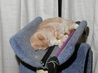 I'm going to learn the devil sticks while I sleep #3