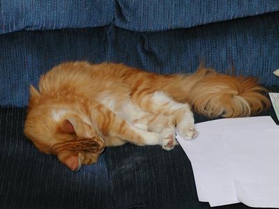 Let sleeping kitties lie