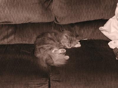 America sleeping, using C-2100UZ sepia mode