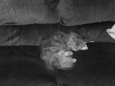 America sleeping, using C-2100UZ black and white mode