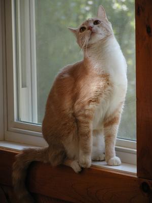 Abba in the window #3