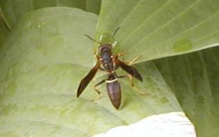 insect
