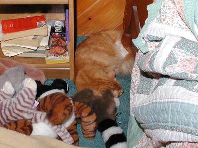 Quiz time, which is the live pet and which is the stuffed animal?