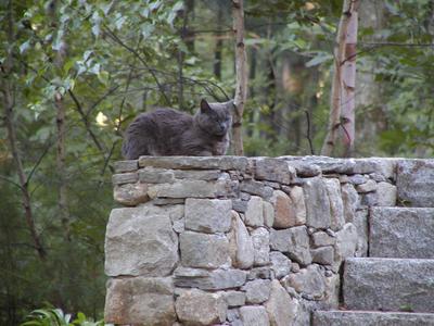 Some people have stone lions upon their stairs, we have gray and grumpy....
