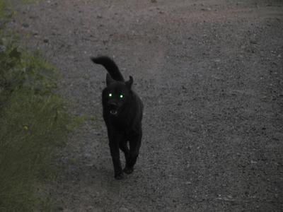 Kristy, the devil dog