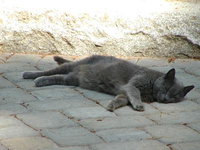 Just catching some rays #2