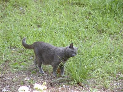 Purrgatory in the garden