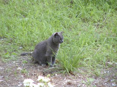 Purrgatory in the garden #2