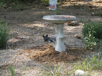 Purrgatory in the garden #3