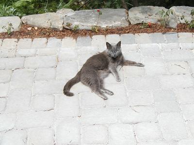 Hey man, I'm trying to catch some rays