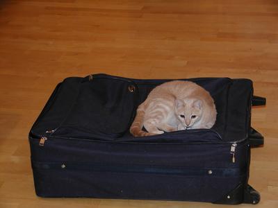 Take me with you when you go on vacation