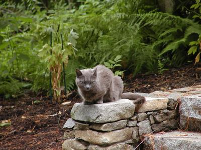 Some people have stone lions upon their stairs, we have gray and grumpy.... #2