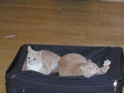 Ok, that's enough pictures, move along