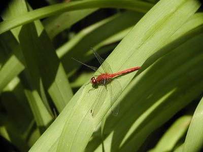 Dragonfly