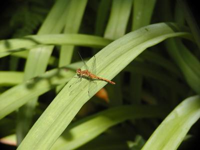 Dragonfly #2