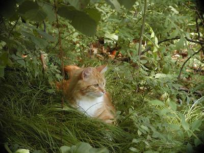 A cat's job is to contemplate the universe