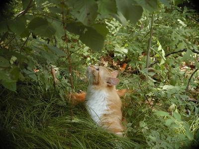 A cat's job is to contemplate the universe #2