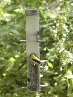 Birds at the feeder